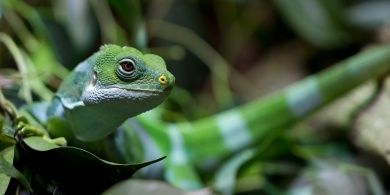 Reptilium Terrarien- und Wüstenzoo Landau