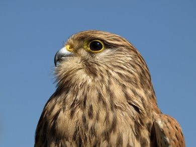 Wildpark-Falknerei Potzberg