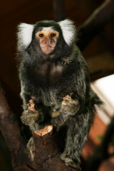 Zoo Kaiserslautern