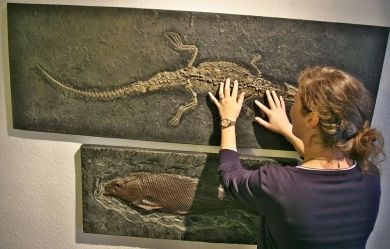 Naturkundemuseum Gerolstein