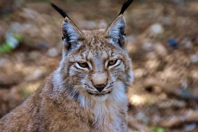 Wildpark Saarbrücken