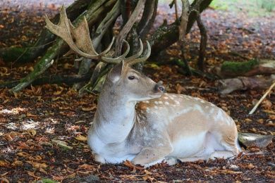 Hochwildpark Hochwald