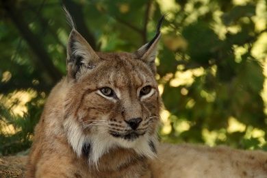 Wildpark Rheingönnheim