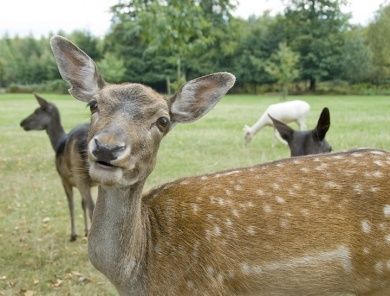 Wild- und Wanderpark Weiskirchen-Rappweiler