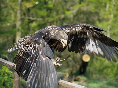 Flugvorführung