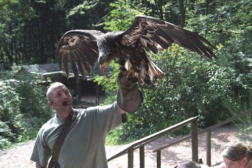 Greifvogelpark Saarburg – Greifvögel hautnah erleben!