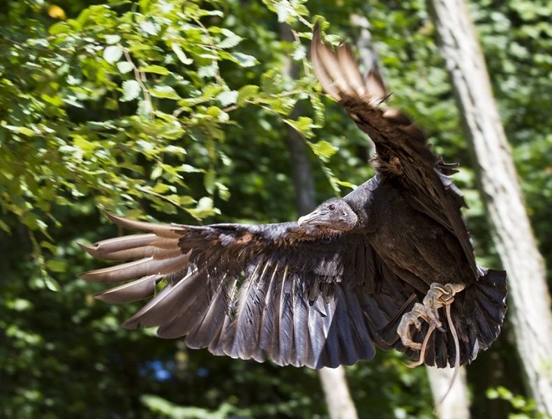 Greifvogelpark Saarburg - Greifvögel hautnah erleben!