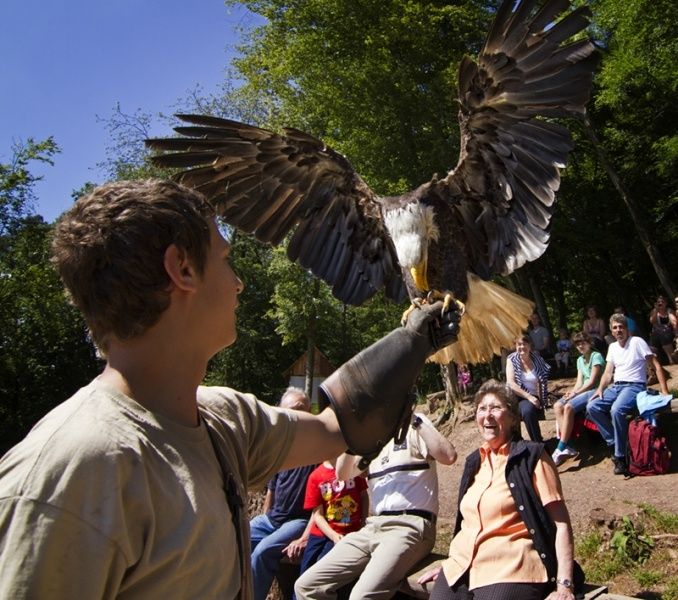 Greifvogelpark Saarburg - Greifvögel hautnah erleben!