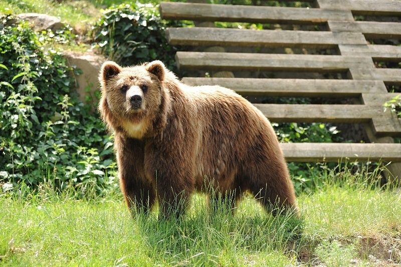 Bild: Wild- und Freizeitpark Klotten / Cochem