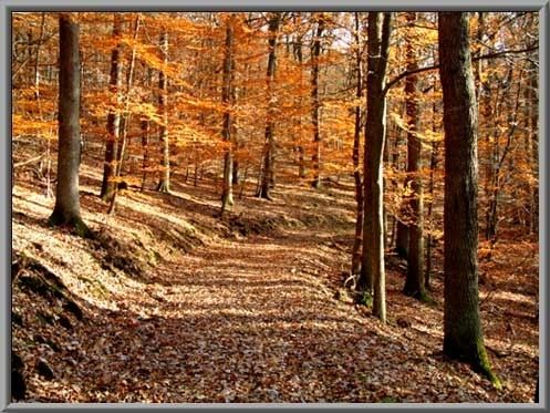 Herbstwald rund um den Aartalsee