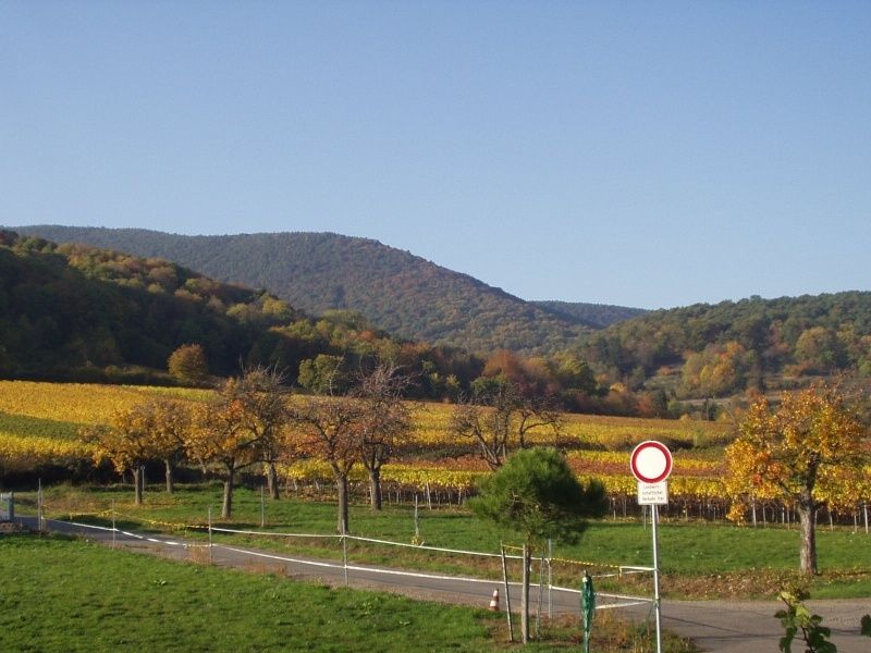 Ferienwohnungen am Hambacher Schlossberg & Weingut Müller-Kern