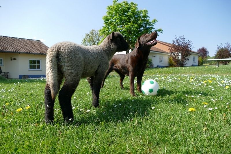 Tiere hautnah erleben