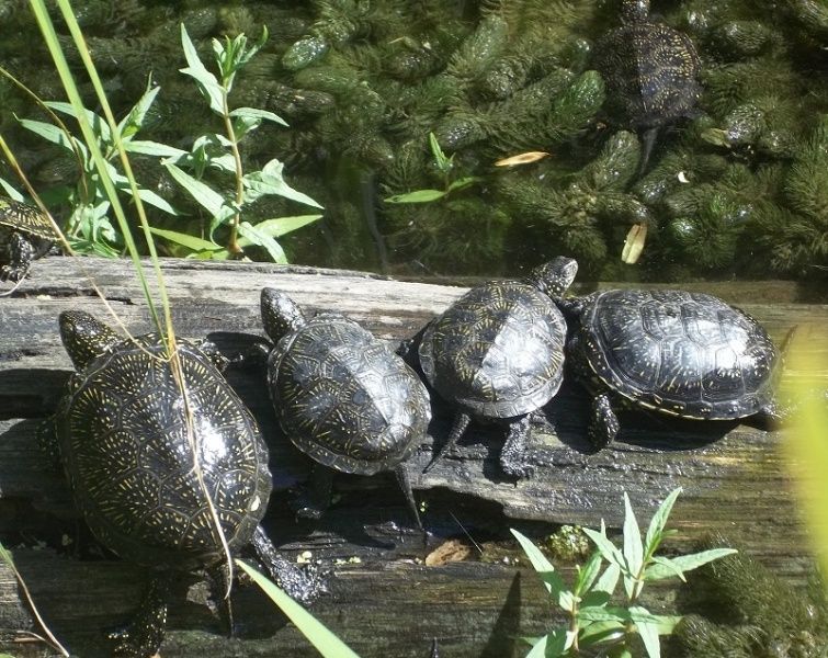 Bild: Reptilium Terrarien- und Wüstenzoo