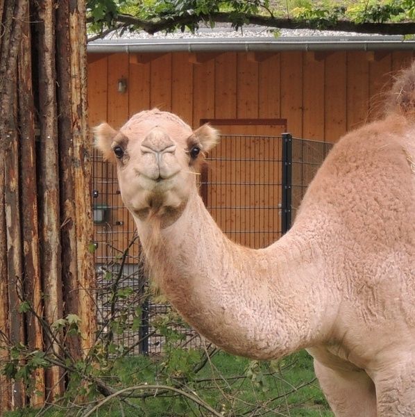 Bild: Zoo Landau in der Pfalz