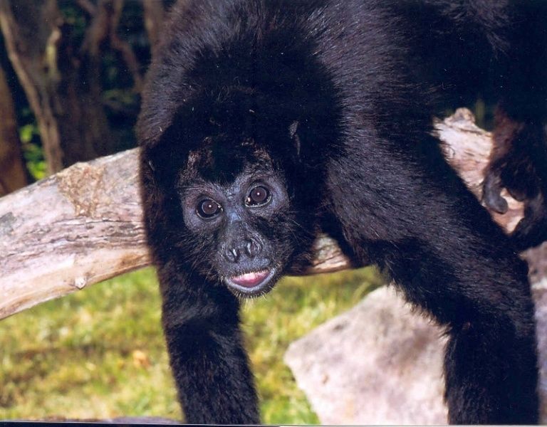 Bild: Zoo Landau in der Pfalz