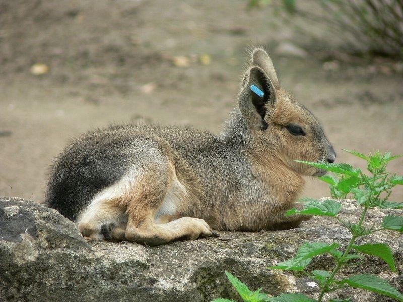 Bild: Zoo Landau in der Pfalz