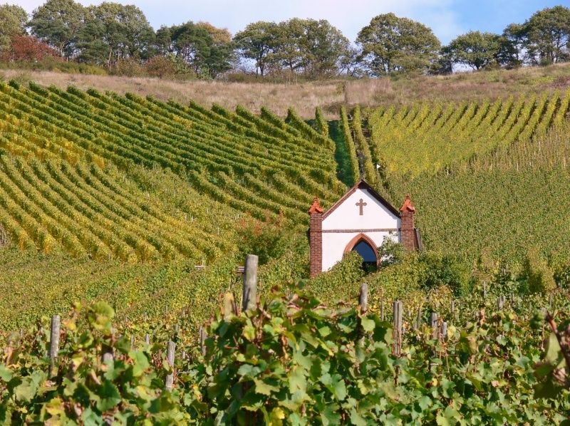 Weinberge Zeltinger Himmelreich