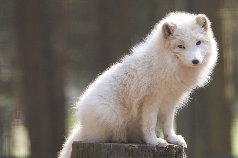 Bild: Wild- und Wanderpark bei Silz