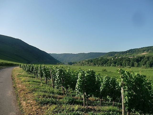 Weinberge an der Mosel