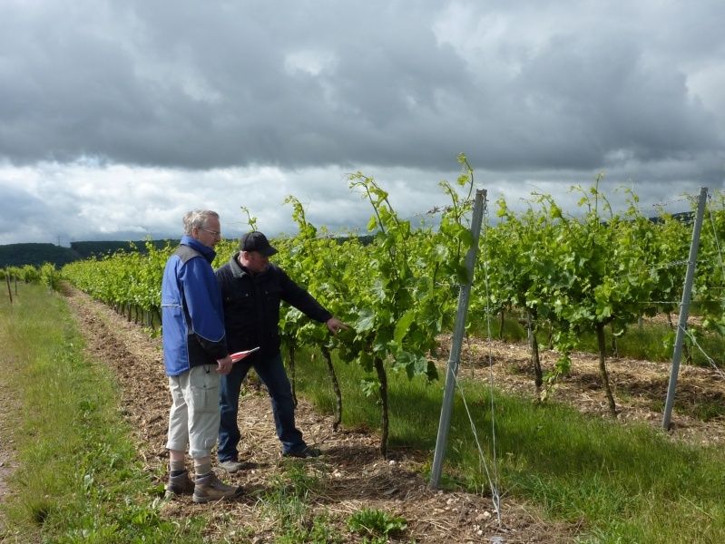 Weinbergsrundgang mit Willibald