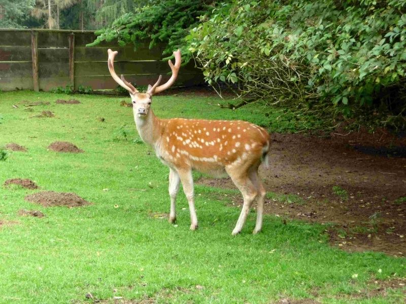 Wild- und Freizeitpark Westerwald