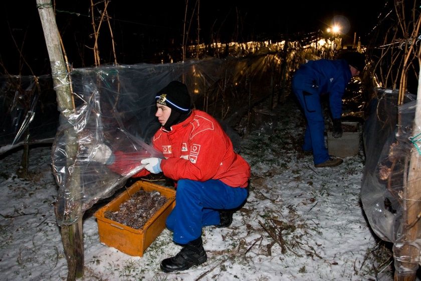 Weinstube Zur Laube Peter Terges in Trier - Mosel - Weingut