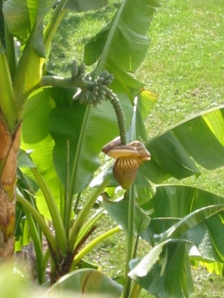 Banenstaude im Garten