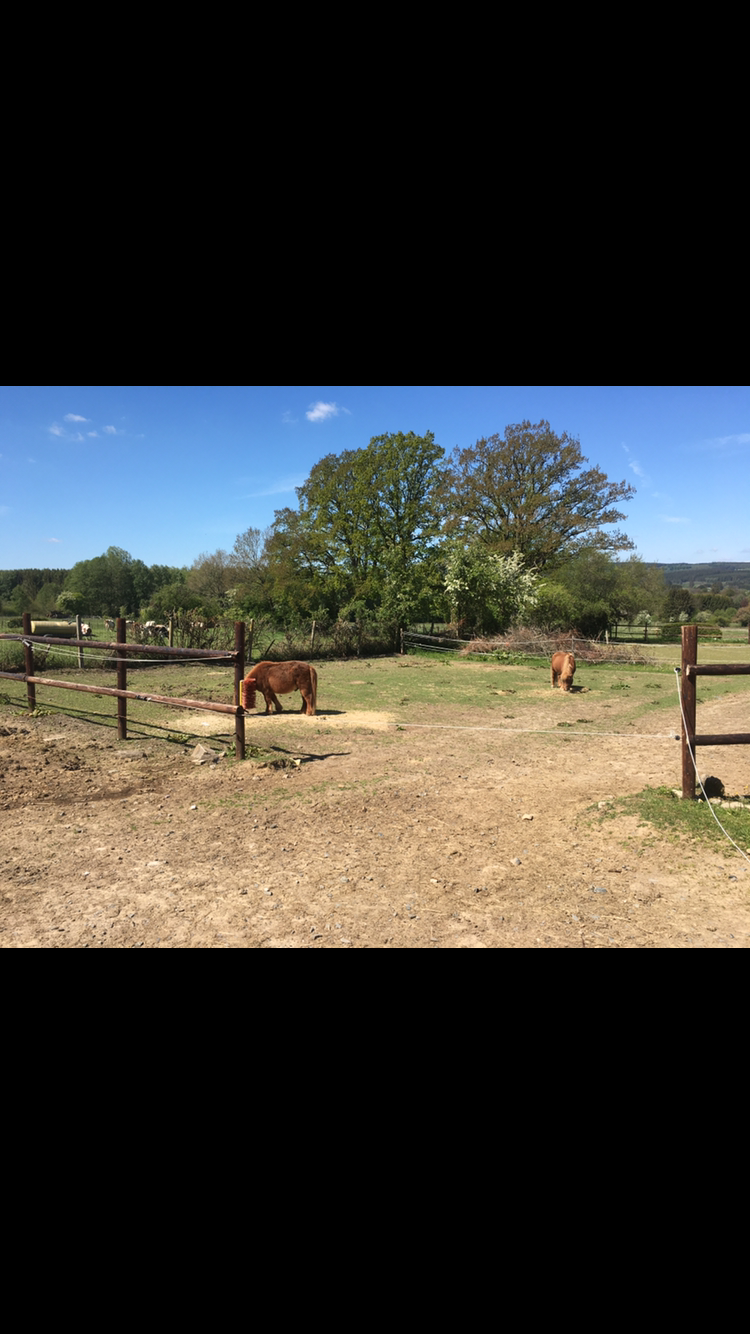 Auch die Ponys erfreuen sich eines großen Auslaufes 