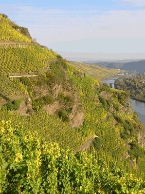 ... umgeben von Weinbergen mit Steilhängen -  die Steillage bringt die Meisterklasse des Rieslings hervor ...