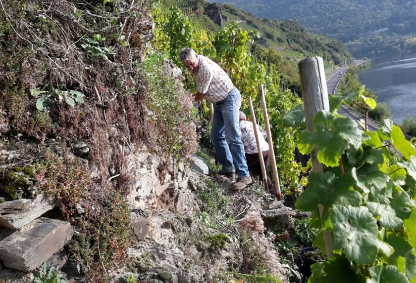 Classisches Weingut Hoffranzen mit Gästezimmern