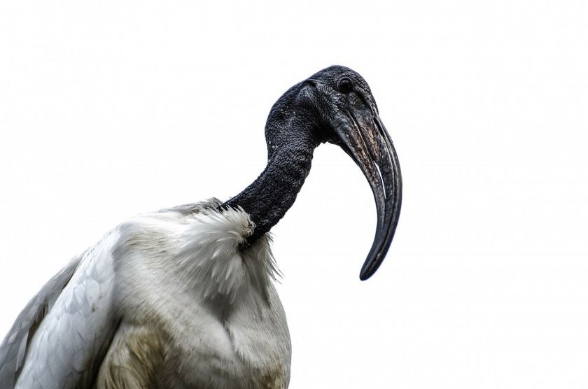 Heiliger Ibis