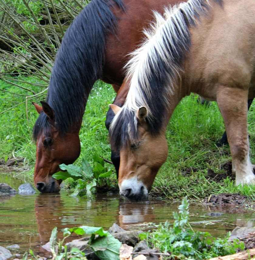  River Ranch, Urlaub für Erwachsene & Jugendliche ab 10 Jahre.