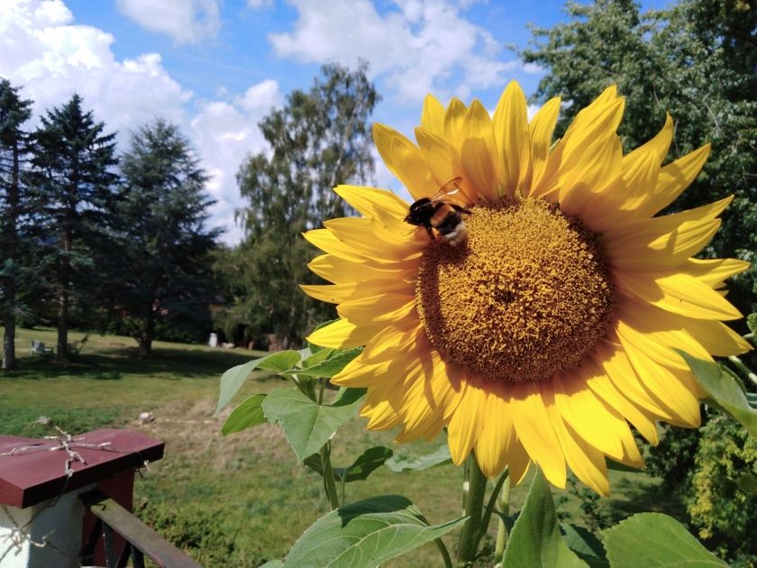 Sonnenblume Impression