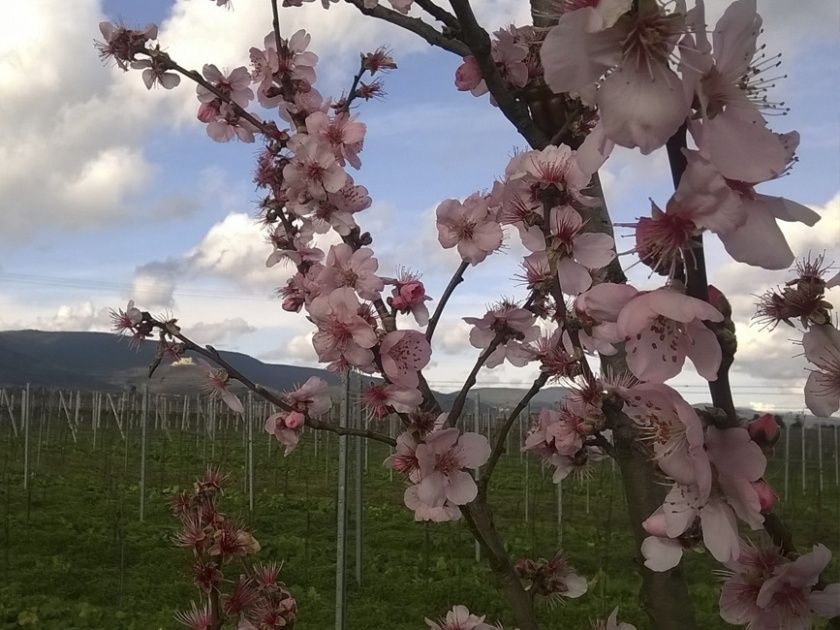 Mandelblüte