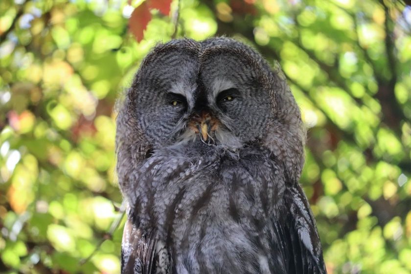 Vogelpark Schotten