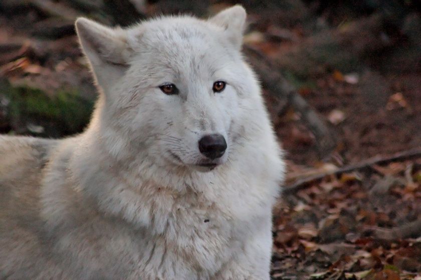 Der Wolfspark Merzig