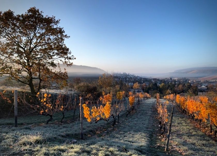 Weinberge  oberhalb des Hauses