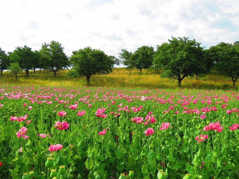 Meissner Mohnblüte