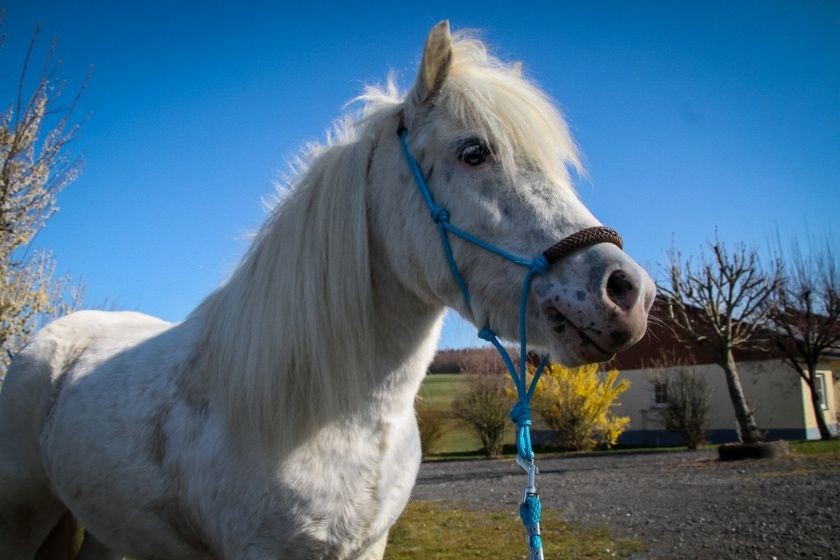 Geführtes Ponyreiten für Kinder