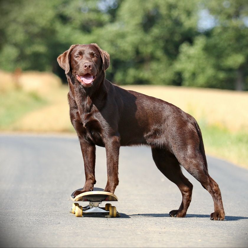 Urlaub mit Hund