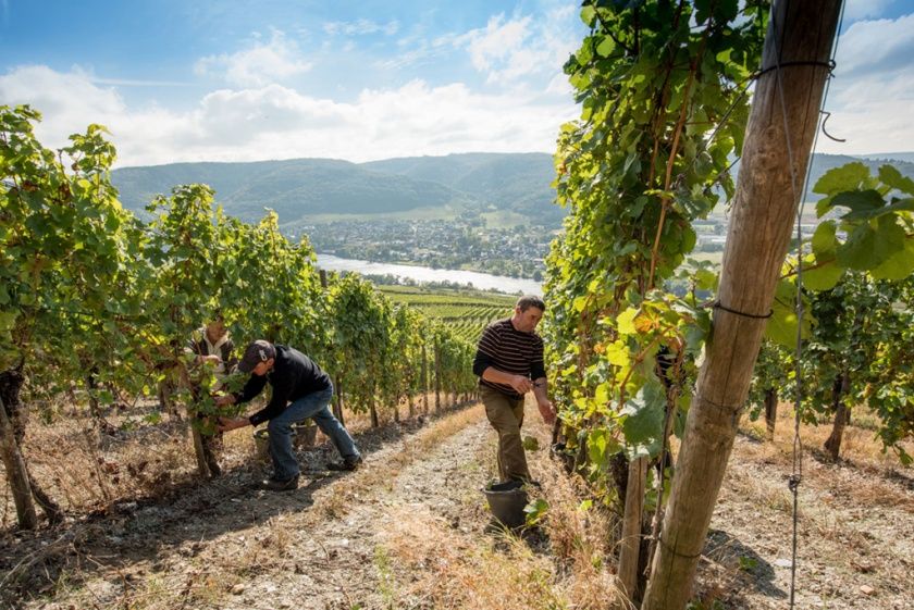 Bioweingut Hubertushof - Gästezimmer & Ferienwohnung