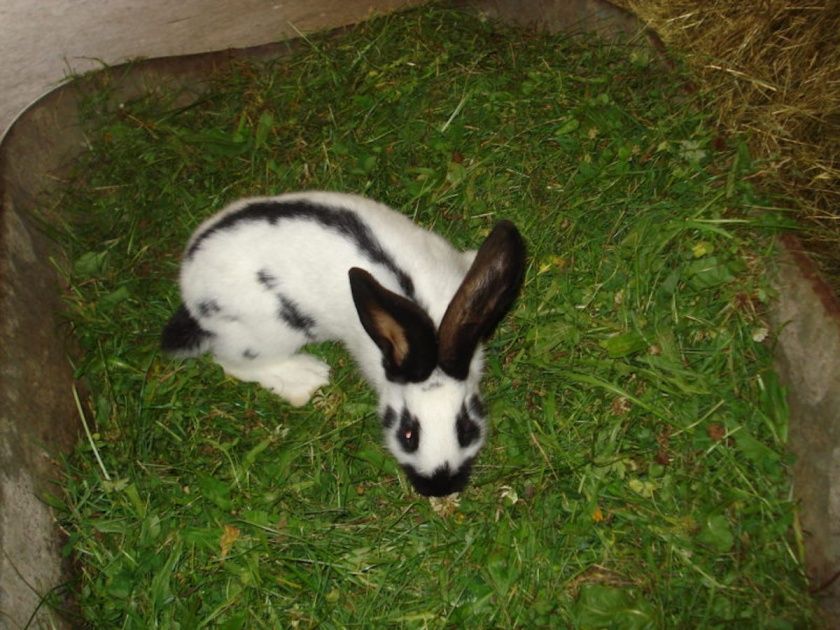 Campingplatz am Bauernhof