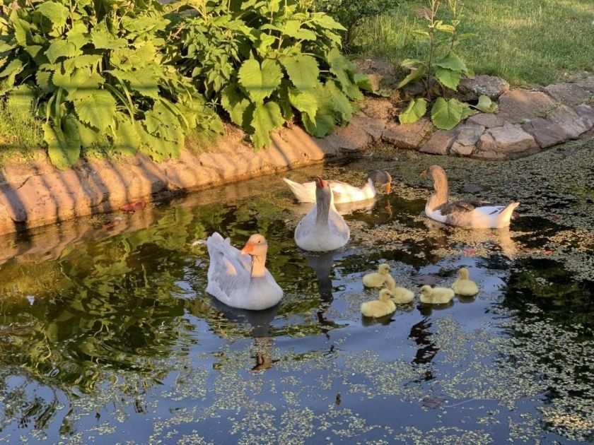 Ferienwohnungen auf dem Schöneberger Bauernhof