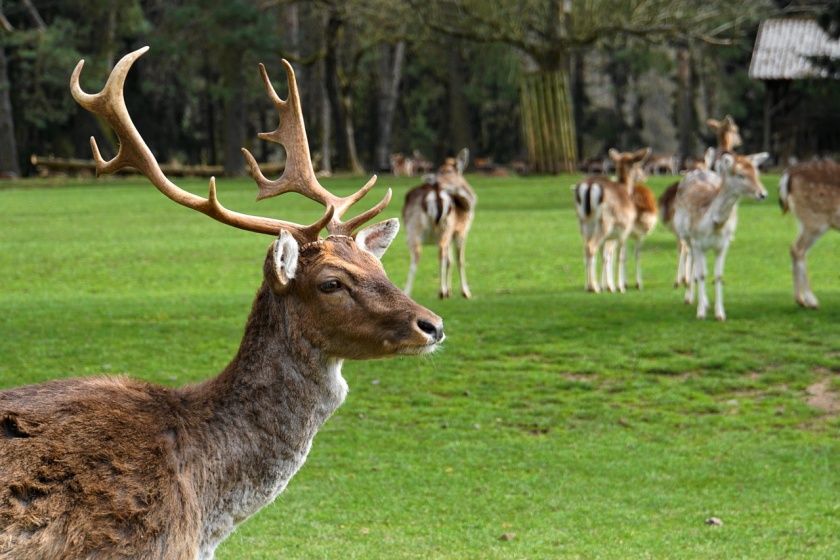 Braunfelser Tiergarten