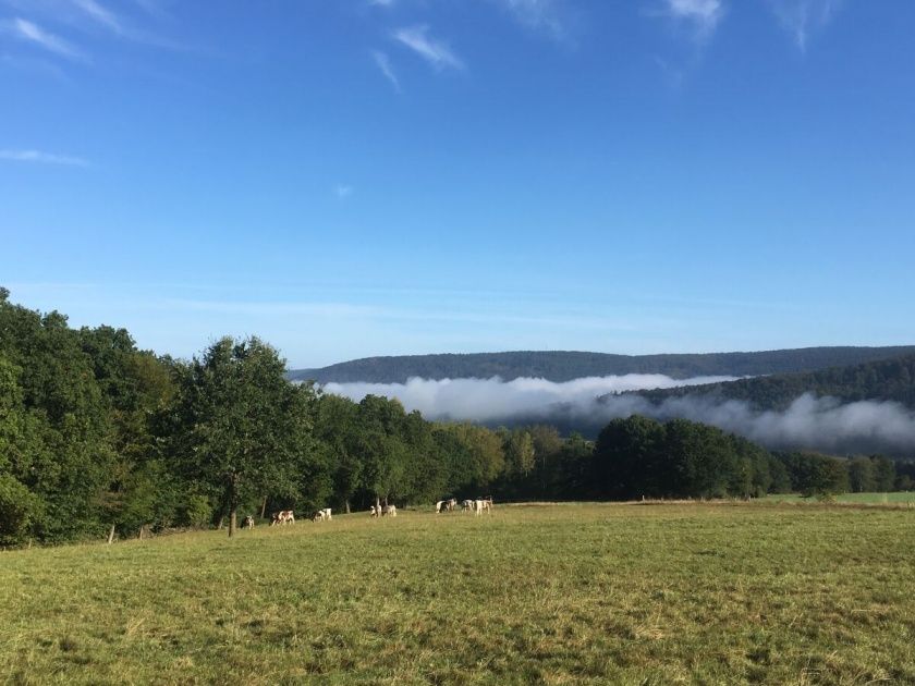 Ferienwohnung Waldblick