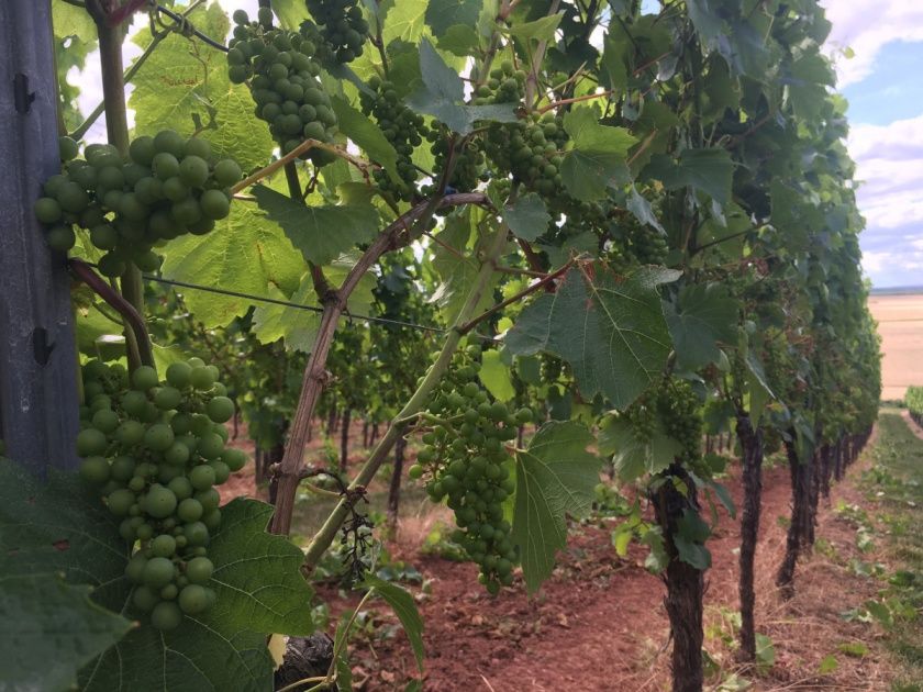 Weingut und Gutsausschank Sans-Lorch