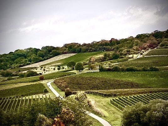 Weingut und Gästehaus Fuhr