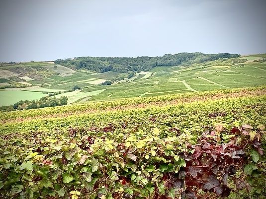 Weingut und Gästehaus Fuhr