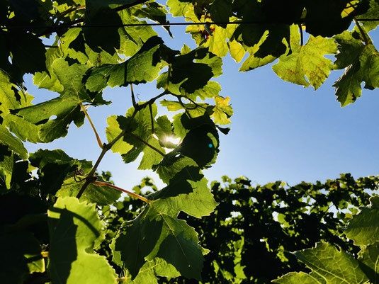 Weingut und Gästehaus Fuhr