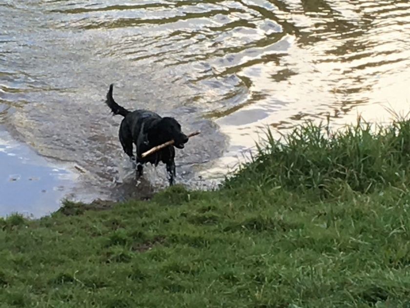 Ferienhaus Omas Häuschen - Urlaub mit Hund in der Eifel